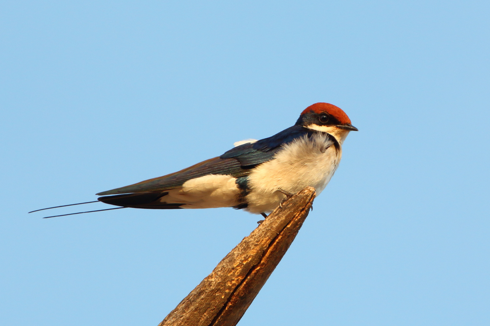 Rotkappenschwalbe (Hirundo smithii)