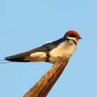 Rotkappenschwalbe (Hirundo smithii)