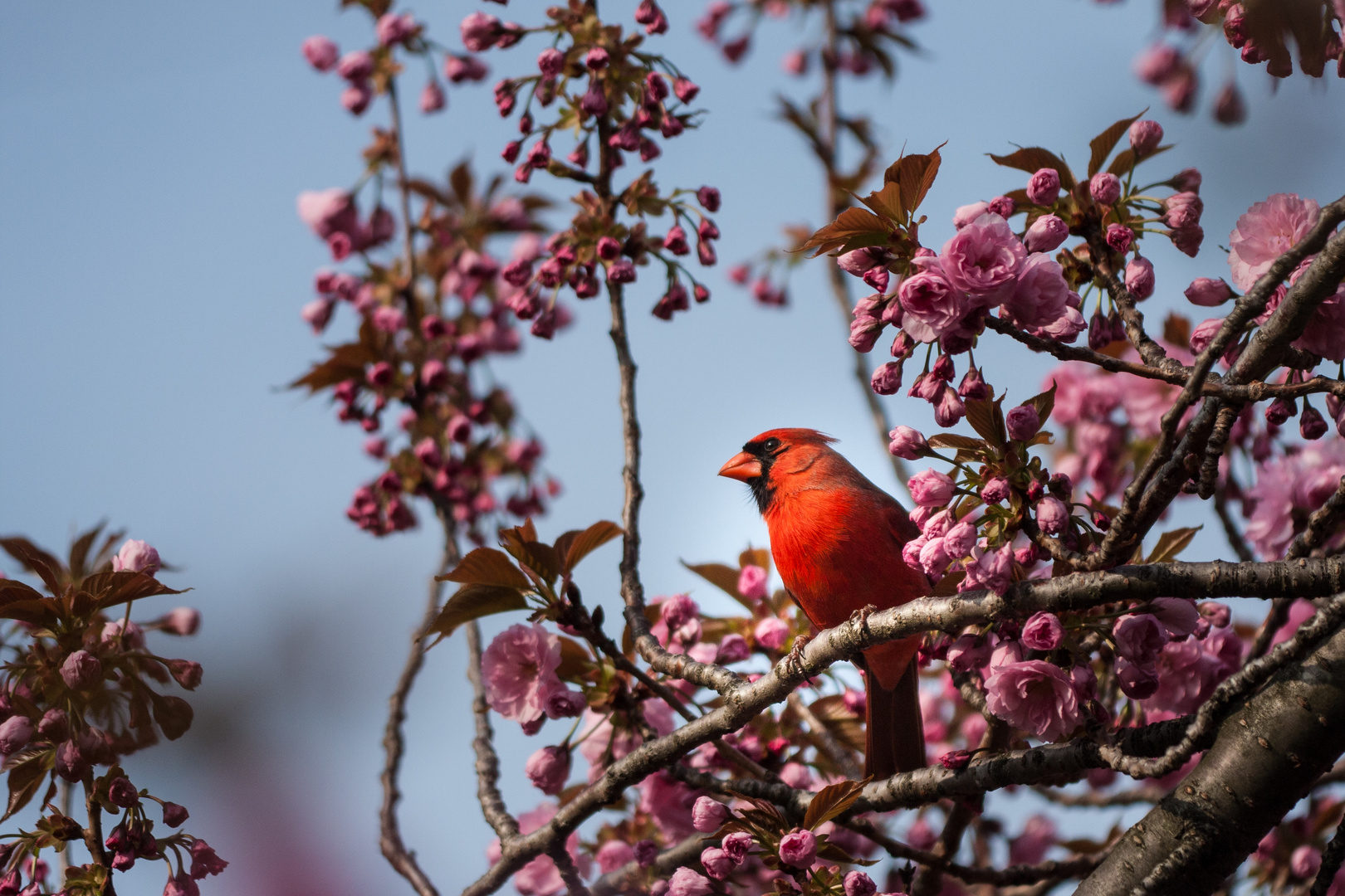 Rotkardinal (Cardinalis cardinalis)