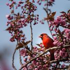 Rotkardinal (Cardinalis cardinalis)