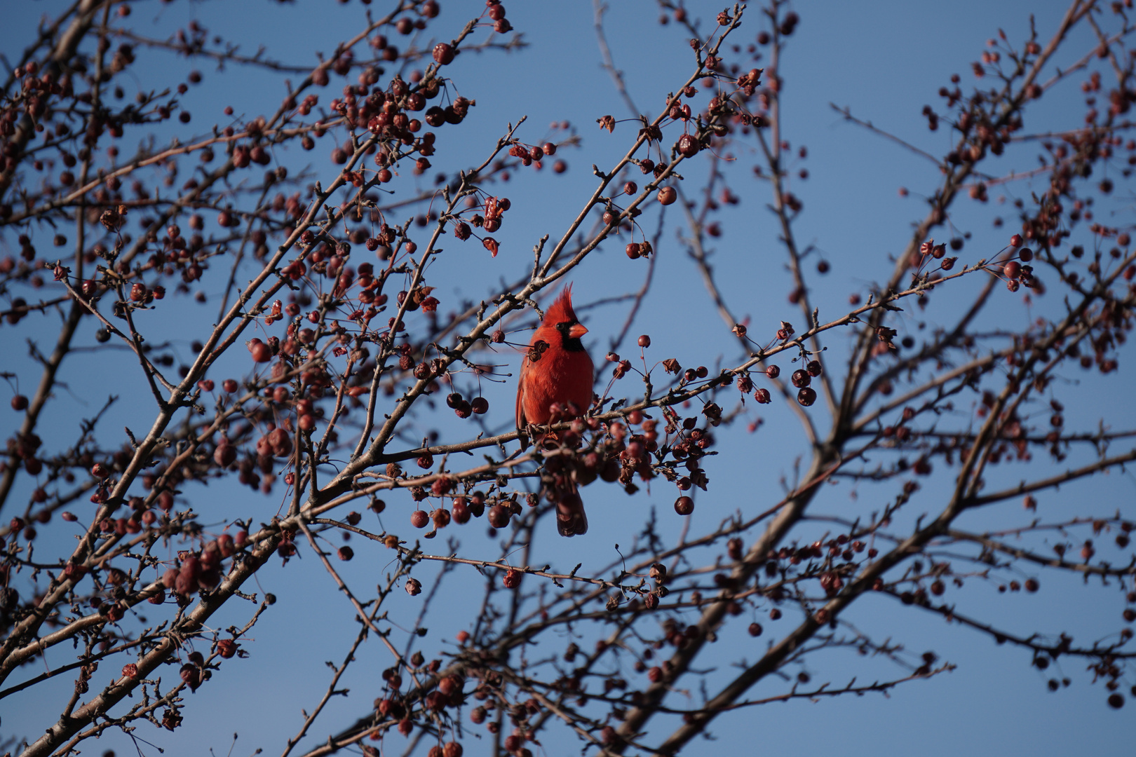 Rotkardinal (Männchen)