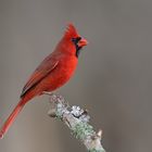 Rotkardinal (northern cardinal)