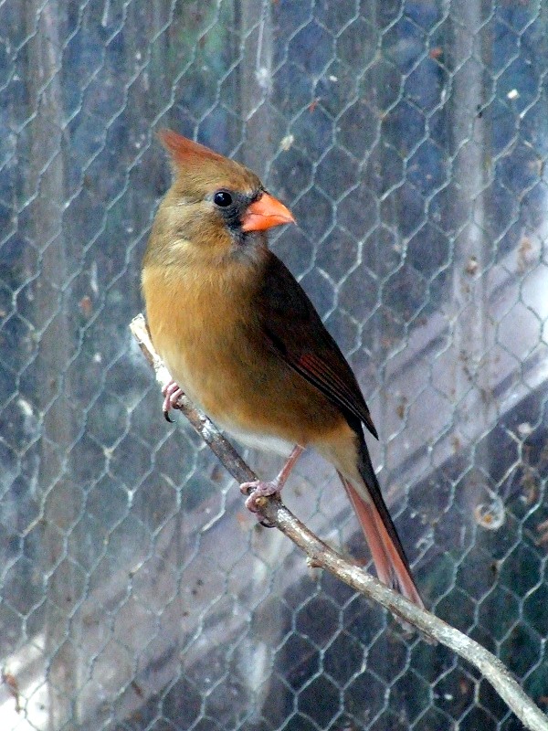 Rotkardinal (Weibchen)