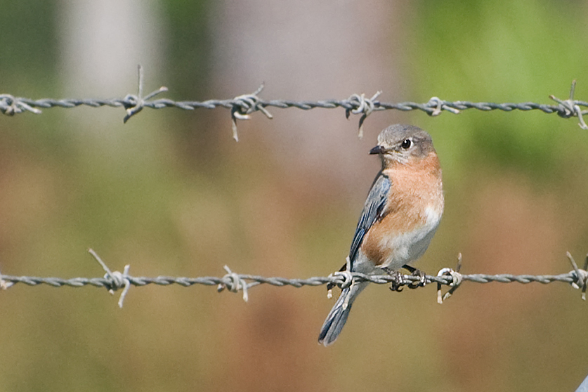 RotkehlHüttensänger Foto & Bild tiere, wildlife, wild lebende vögel