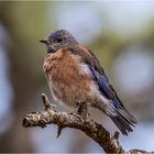 Rotkehl-Hüttensänger - Eastern Bluebird