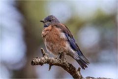 Rotkehl-Hüttensänger - Eastern Bluebird