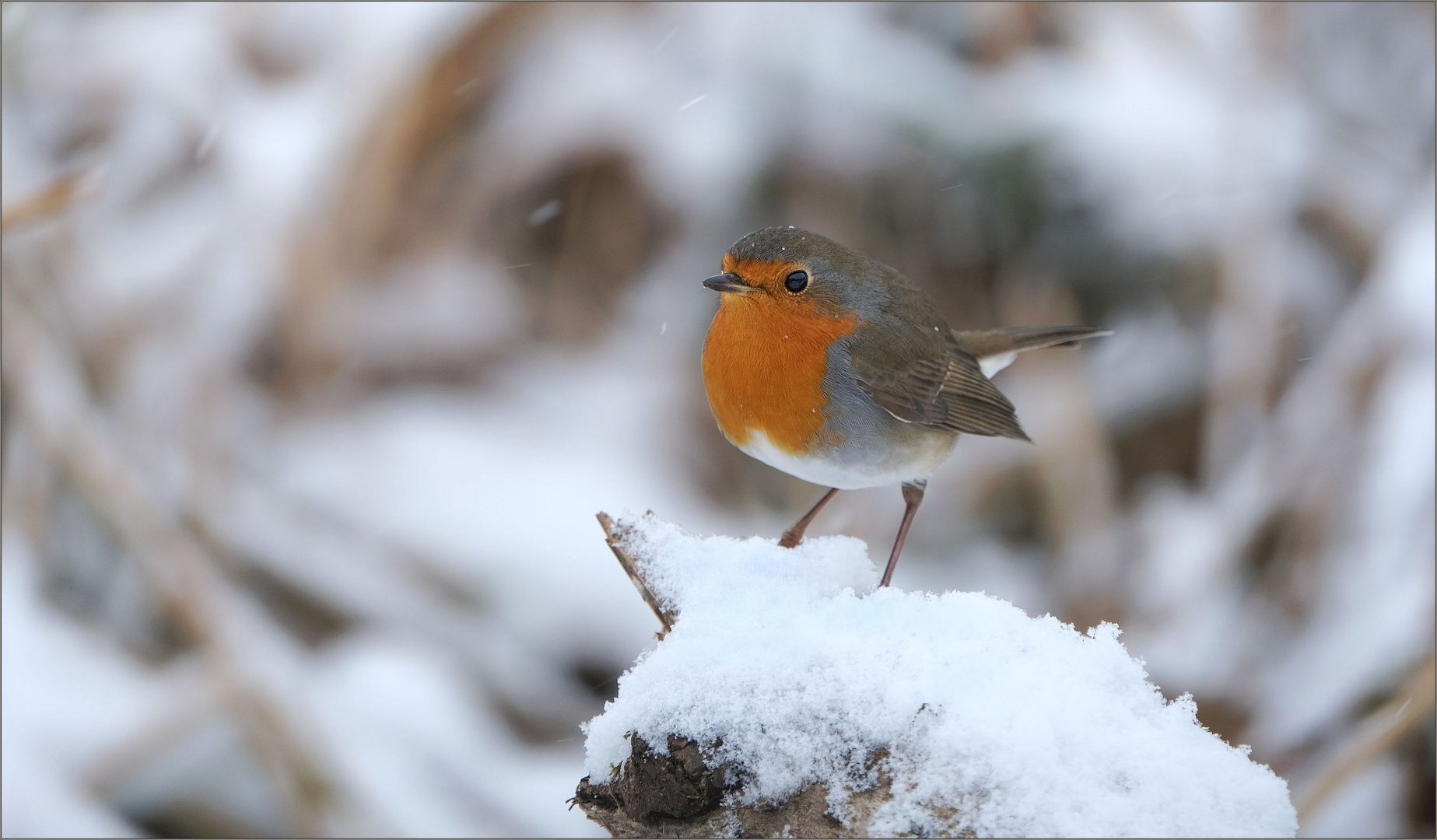 rotkehl im schnee...