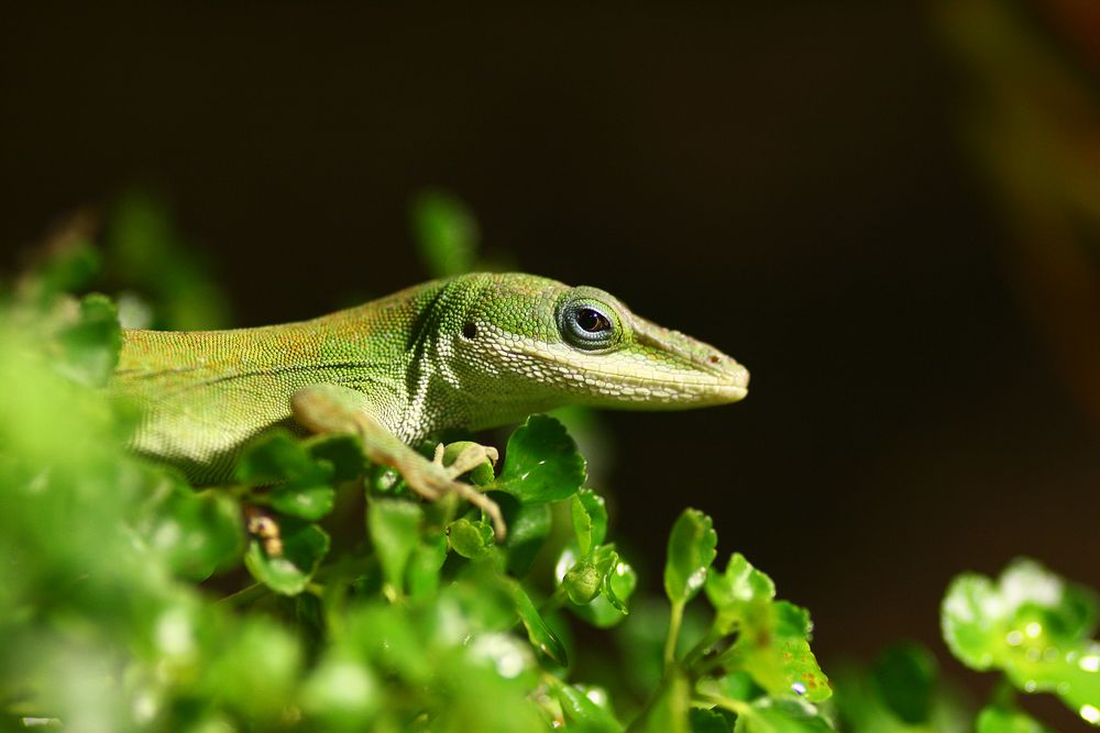 Rotkehlanolis - Anolis carolinensis