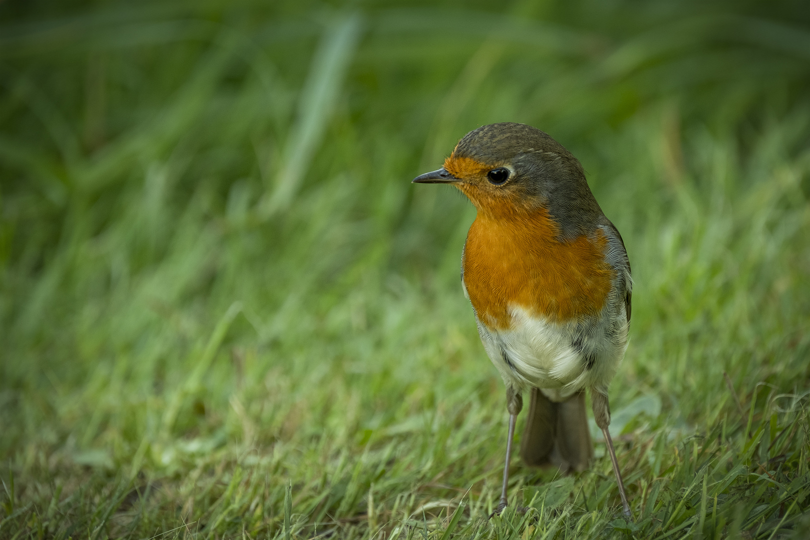Rotkehlchen Foto & Bild tiere, wildlife, wild lebende vögel Bilder auf