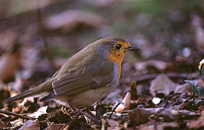 Rotkehlchen