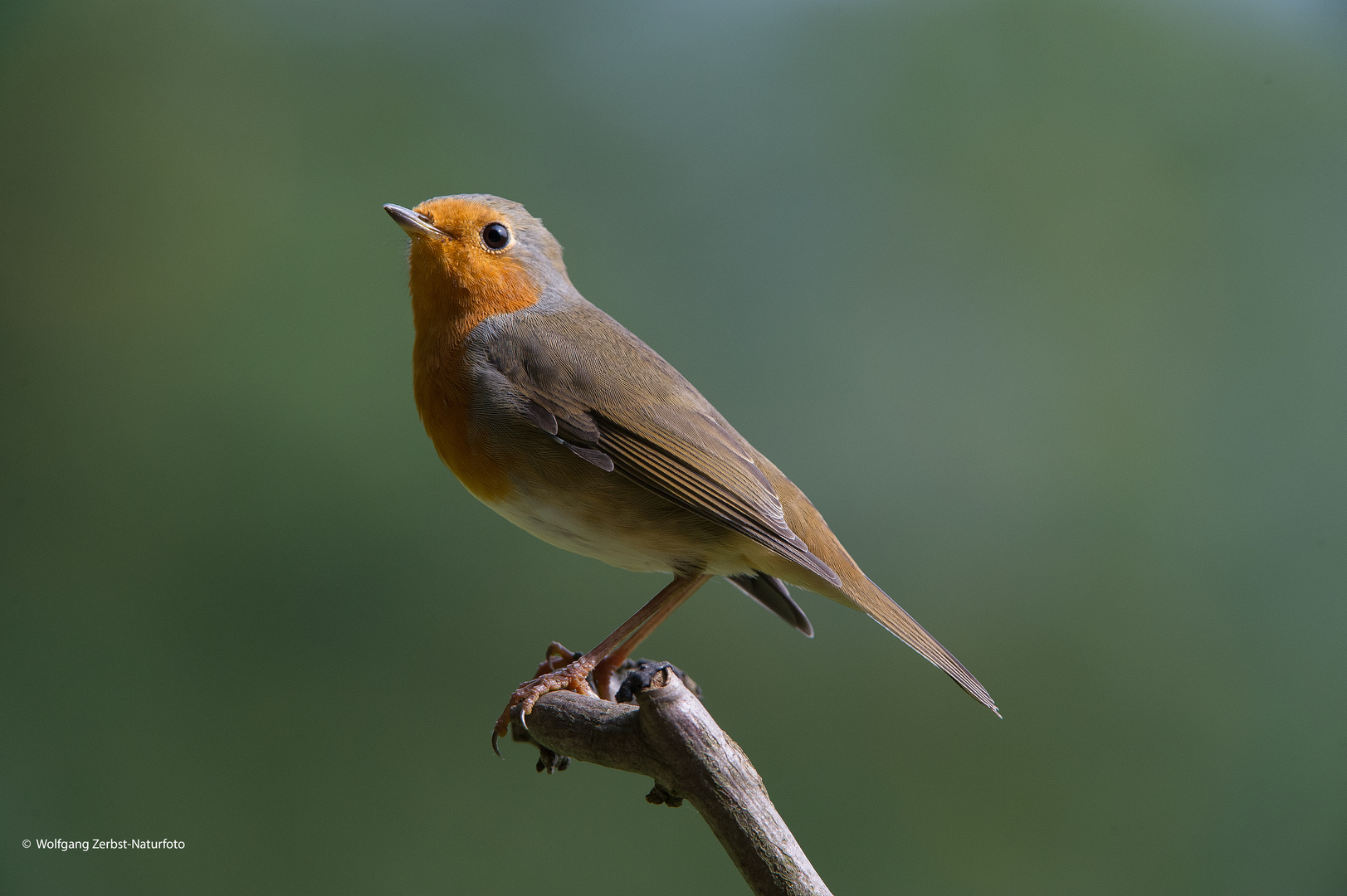 --- Rotkehlchen 1 ---   ( Erithacucs rubecula )