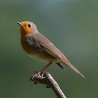 --- Rotkehlchen 1 ---   ( Erithacucs rubecula )