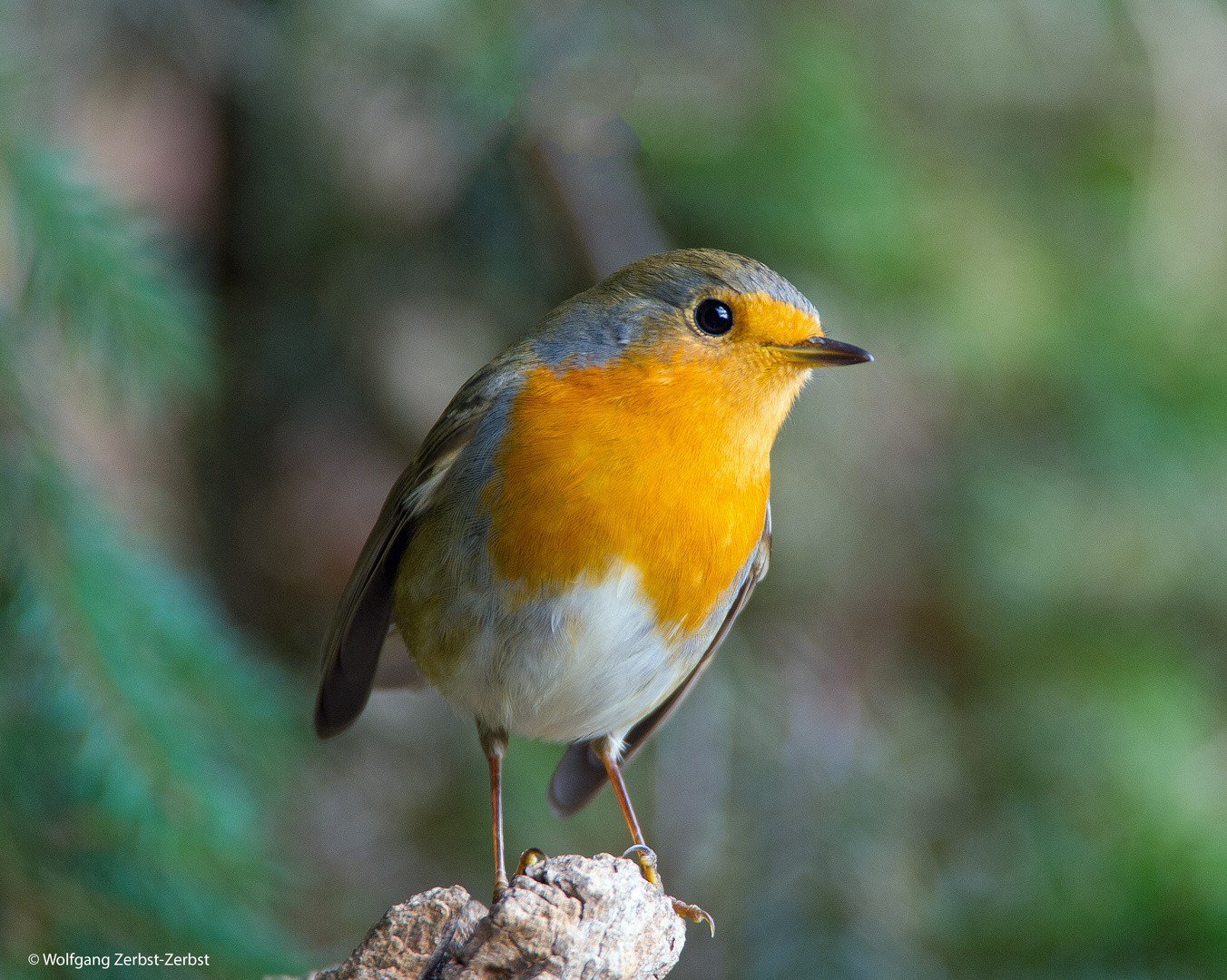 --- Rotkehlchen 1 ---    ( Erithacus rubecula )