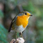 --- Rotkehlchen 1 ---    ( Erithacus rubecula )