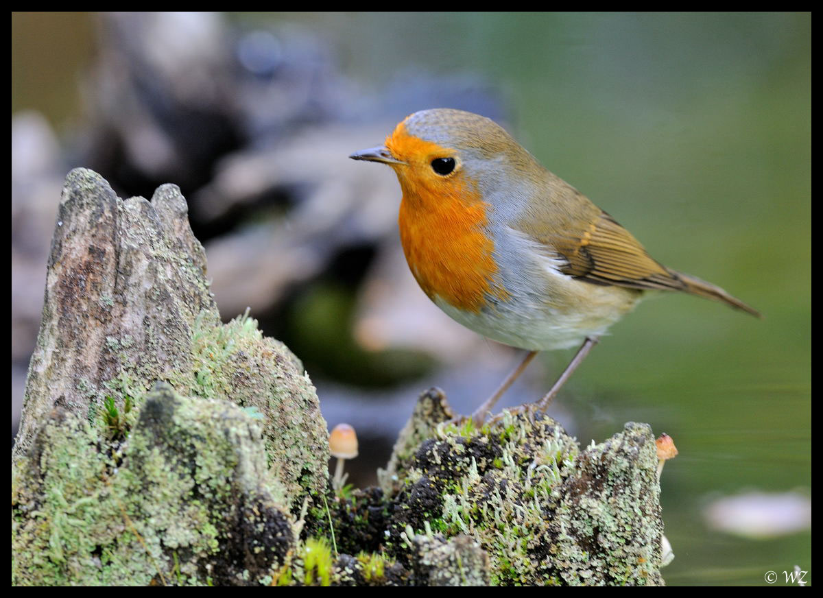 - Rotkehlchen 1 - ( Erithacus rubecula )