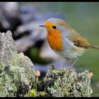 - Rotkehlchen 1 - ( Erithacus rubecula )