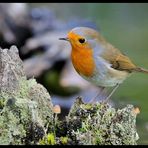 - Rotkehlchen 1 - ( Erithacus rubecula )