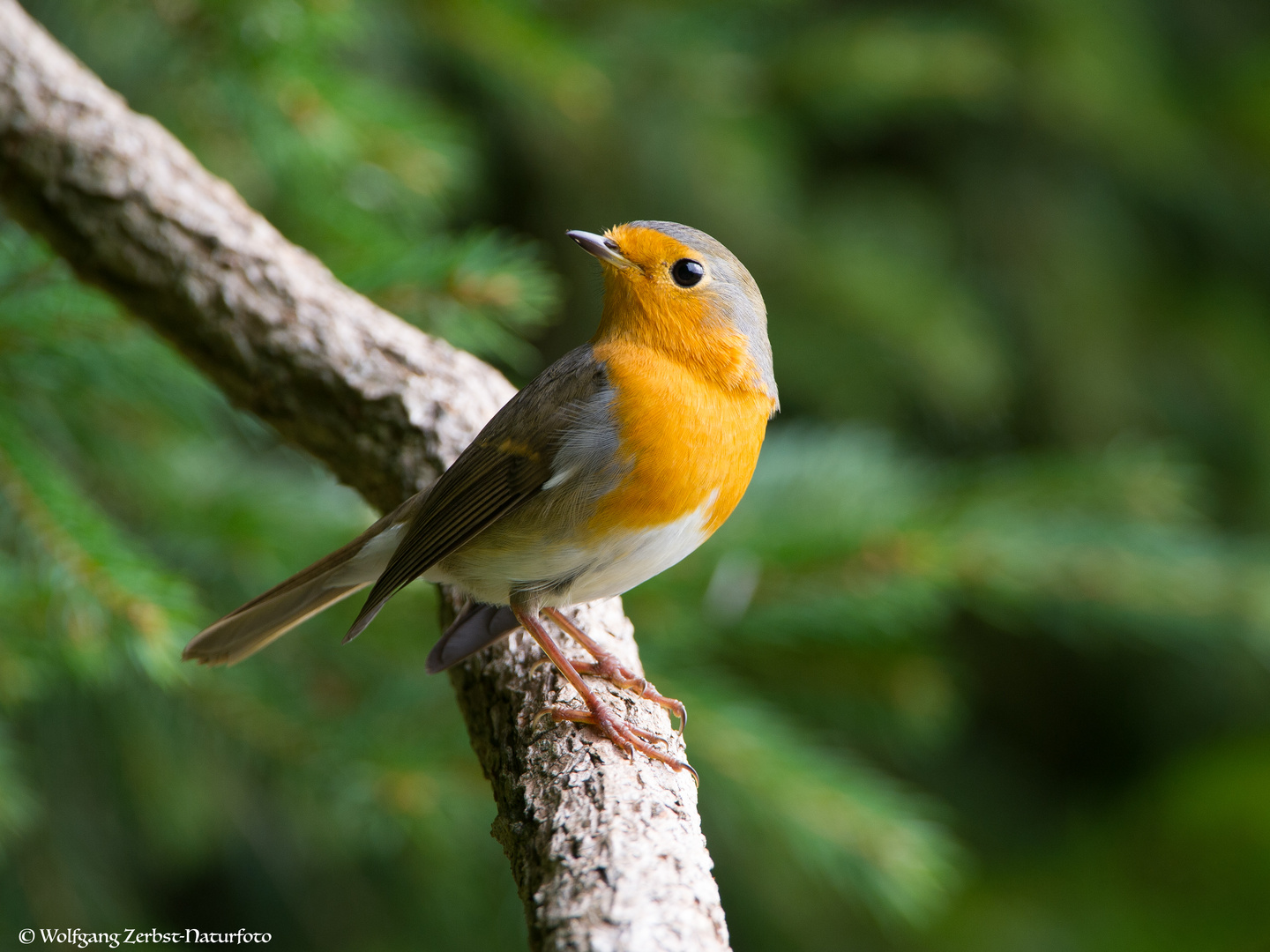 --- Rotkehlchen 1 ---                ( Erithacus rubecula )