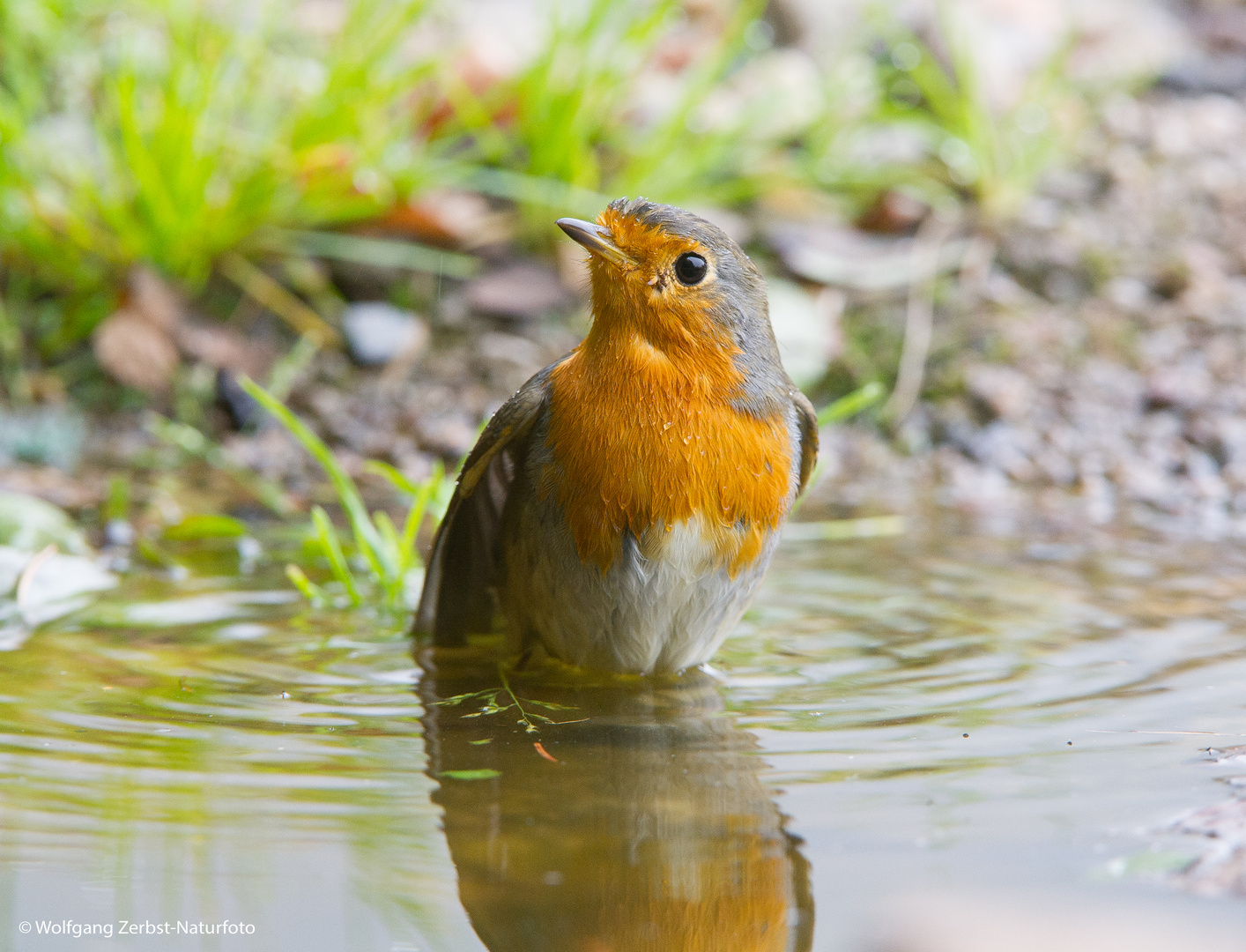 --- Rotkehlchen 1 ---     ( Erithacus rubecula )