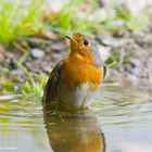 --- Rotkehlchen 1 ---     ( Erithacus rubecula )