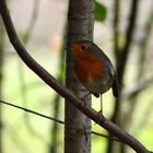 Rotkehlchen ~ 1 / Robin redbreast ~ 1