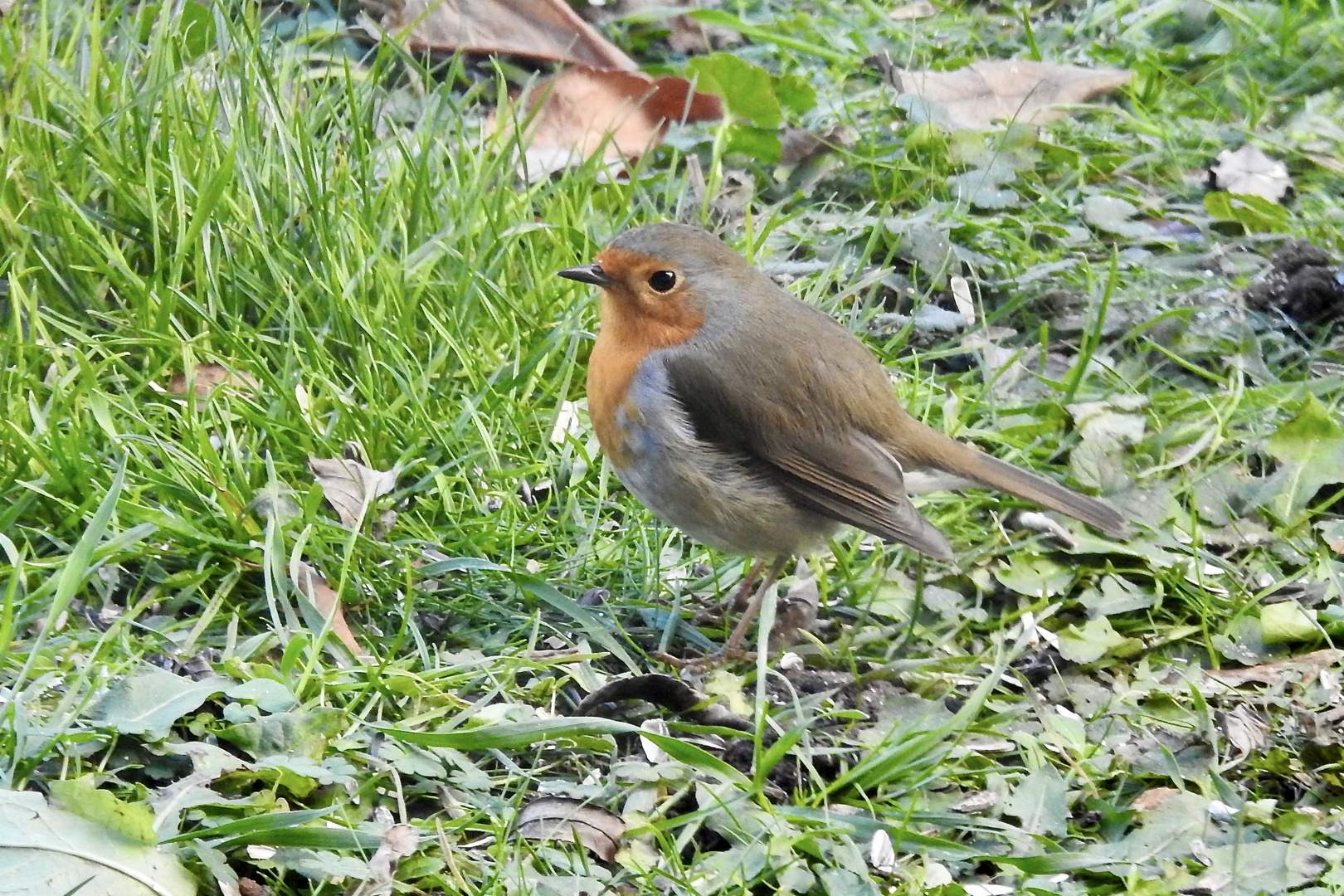 Rotkehlchen 