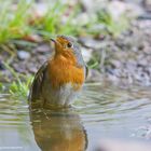 -- Rotkehlchen 2 beim baden --