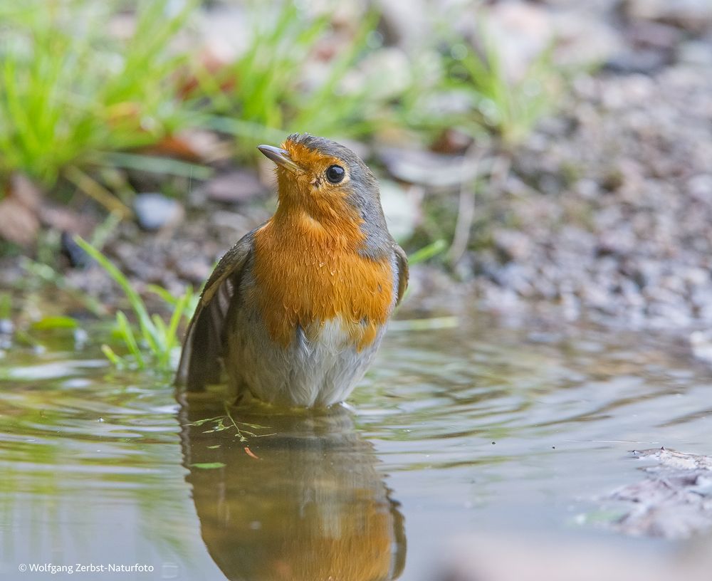 -- Rotkehlchen 2 beim baden --