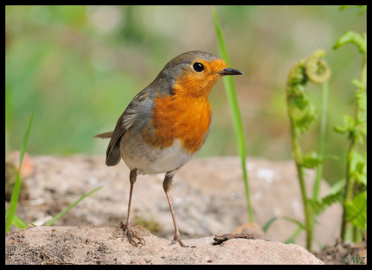 - Rotkehlchen 2 - ( Erithacus rubecula )