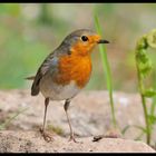 - Rotkehlchen 2 - ( Erithacus rubecula )