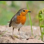 - Rotkehlchen 2 - ( Erithacus rubecula )