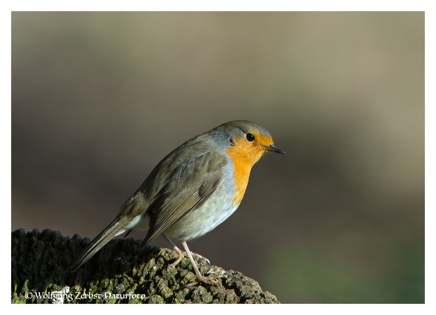 --- Rotkehlchen 2 ---         ( Erithacus rubecula )