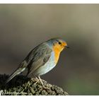 --- Rotkehlchen 2 ---         ( Erithacus rubecula )