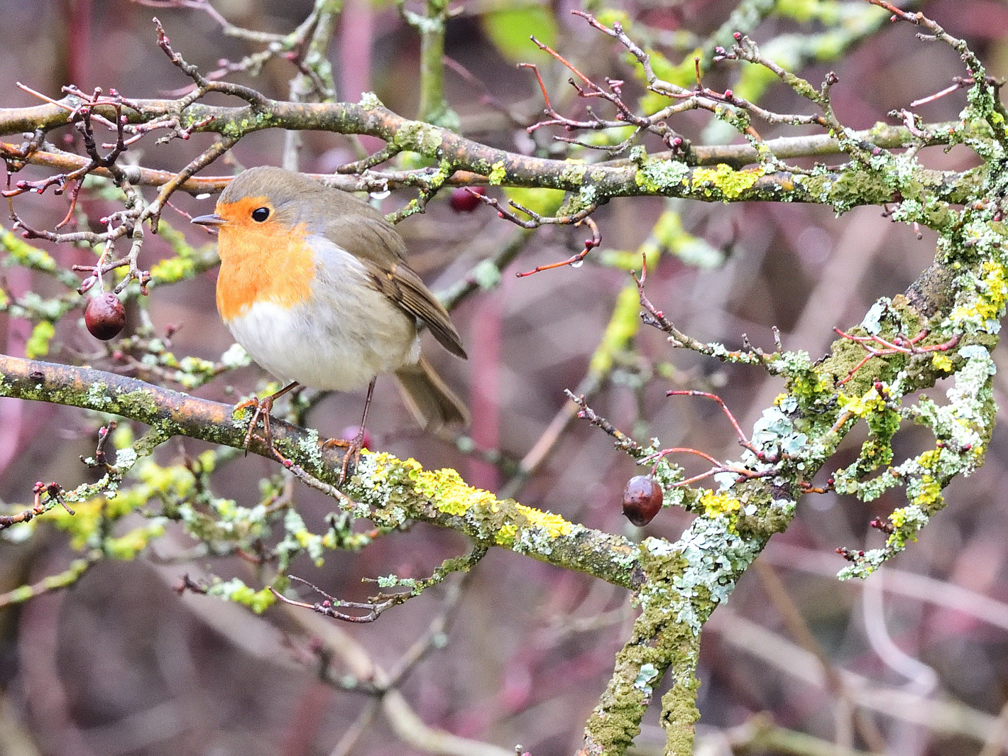 Rotkehlchen 2 (Erithacus rubecula), European robin, Petirrojo europeo