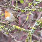 Rotkehlchen 2 (Erithacus rubecula), European robin, Petirrojo europeo