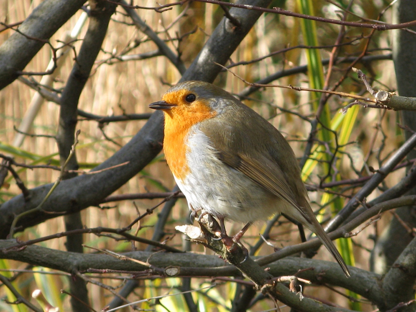 Rotkehlchen ~ 2 / Robin redbreast ~ 2