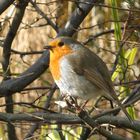 Rotkehlchen ~ 2 / Robin redbreast ~ 2