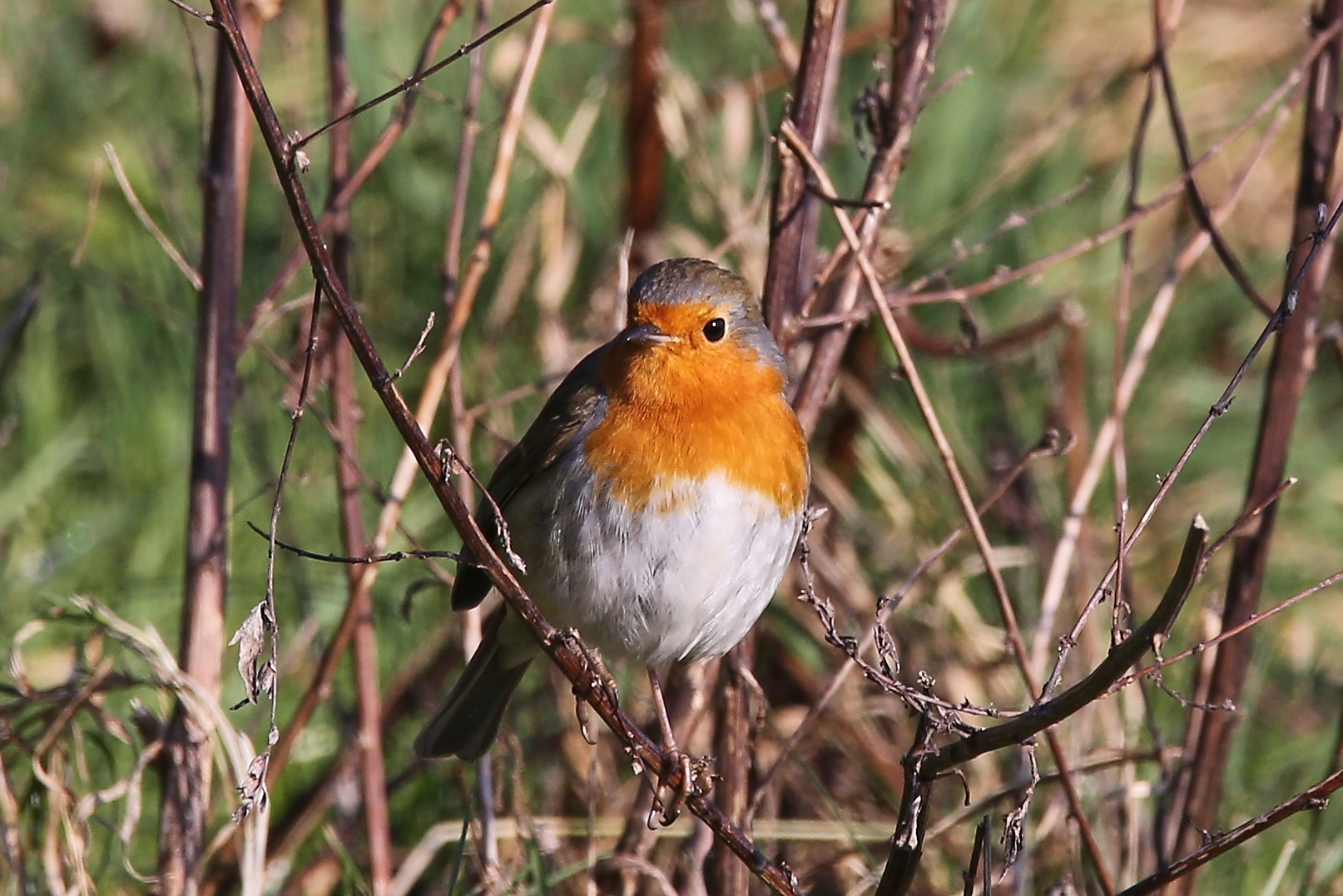 Rotkehlchen (2018_02_08_EOS 6D_8345_ji)