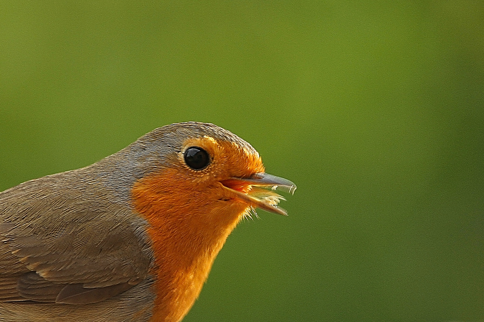 Rotkehlchen