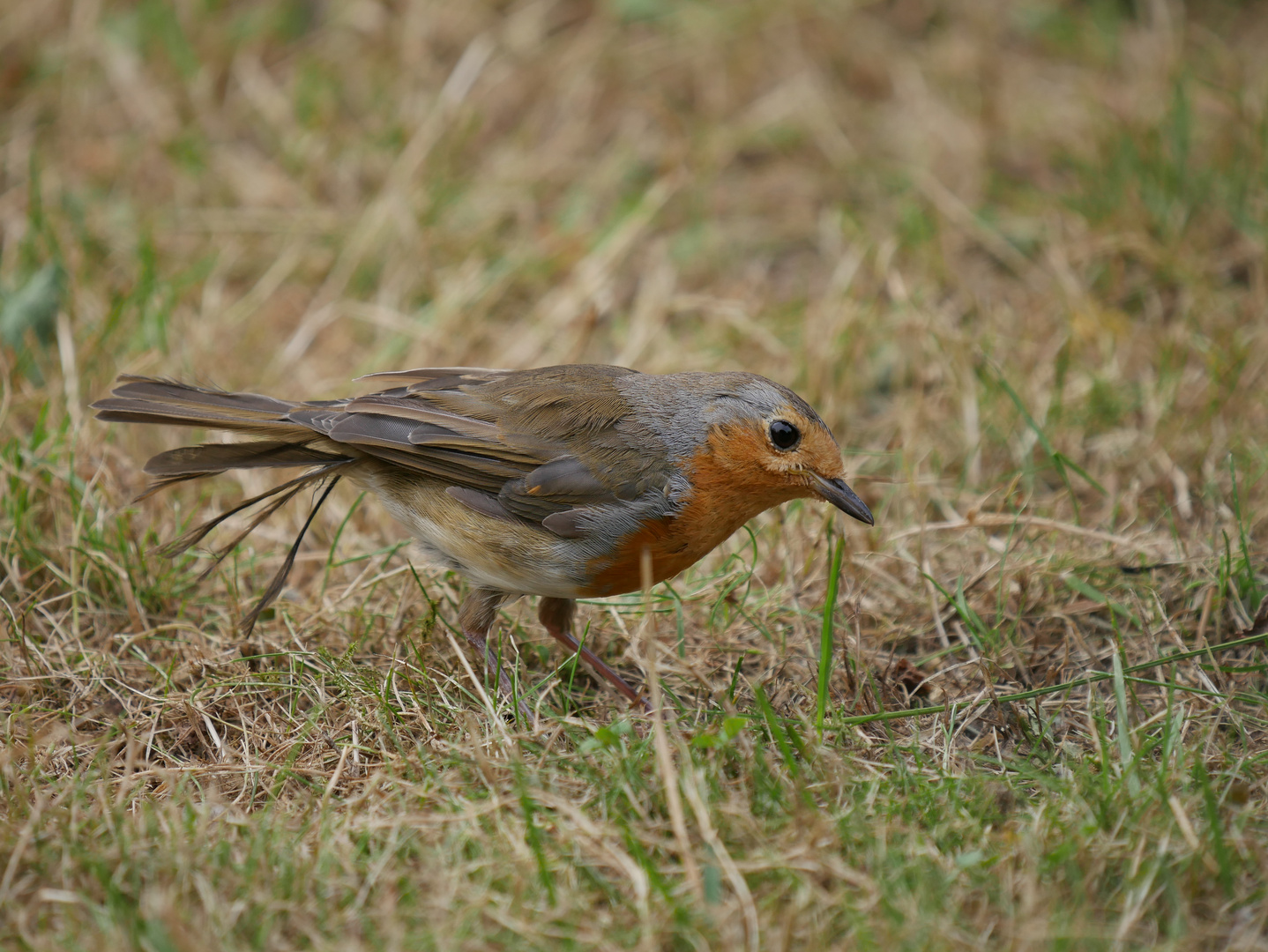 Rotkehlchen