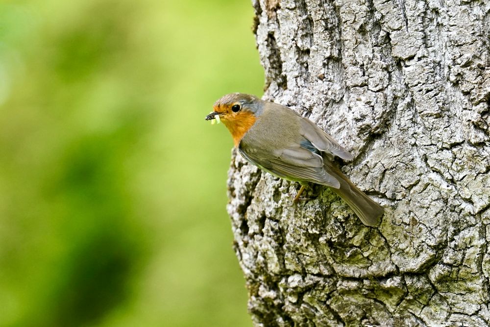 Rotkehlchen