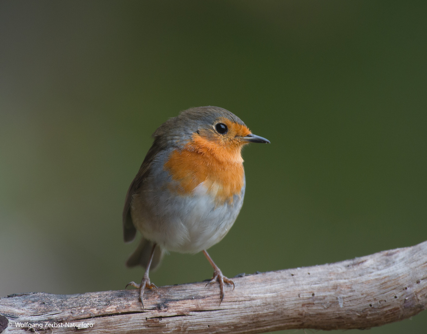 --- Rotkehlchen 3 ---   ( Erithacus rubecula )