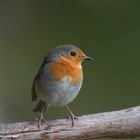 --- Rotkehlchen 3 ---   ( Erithacus rubecula )