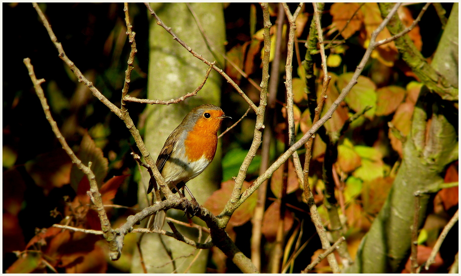 Rotkehlchen 31.10.2010