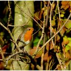 Rotkehlchen 31.10.2010