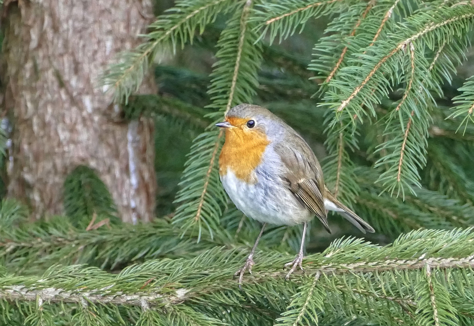 Rotkehlchen