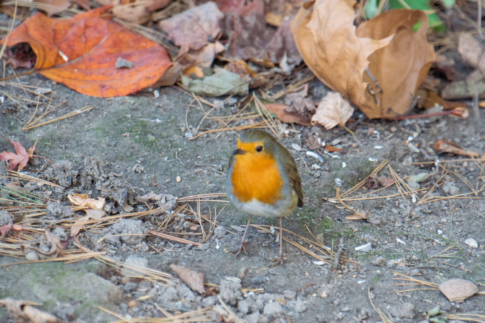 Rotkehlchen