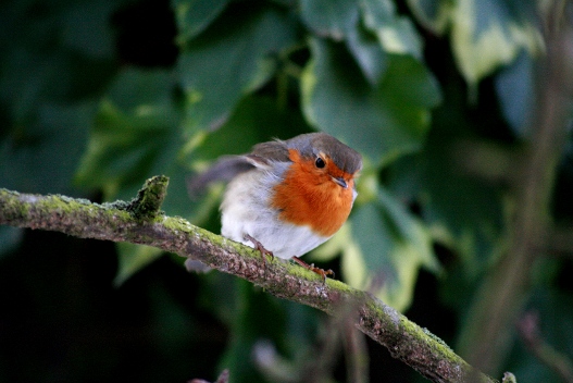 Rotkehlchen