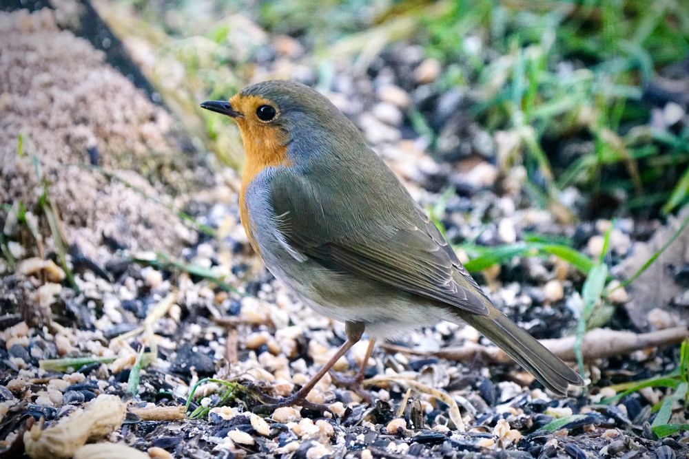 Rotkehlchen