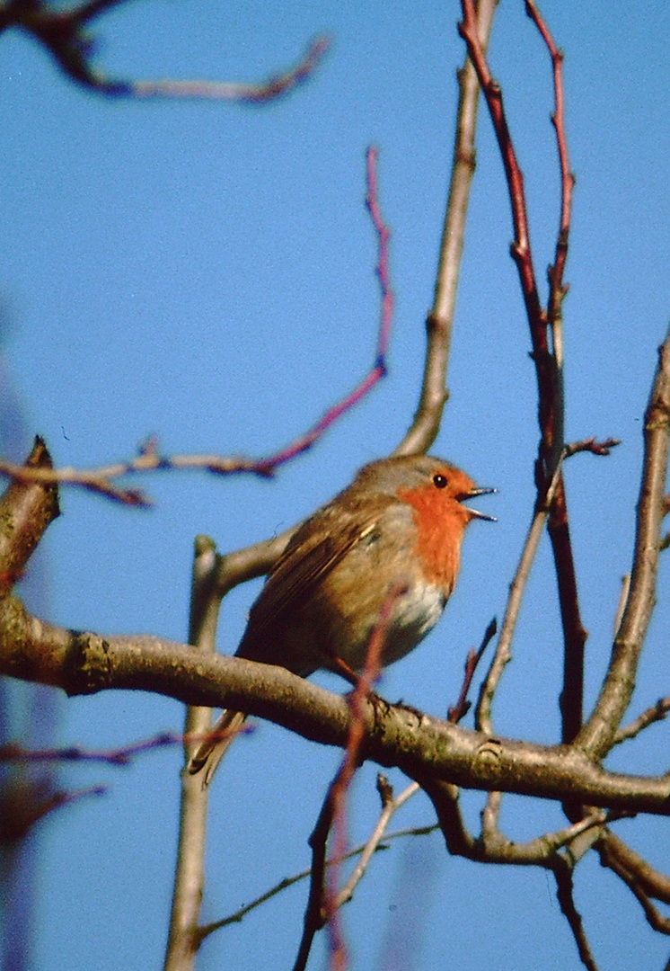 Rotkehlchen